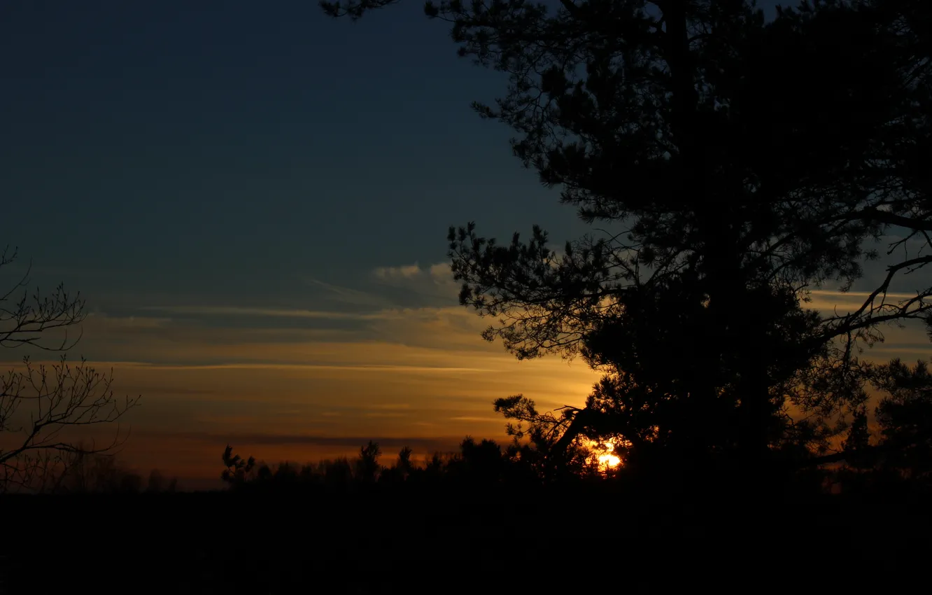 Photo wallpaper the sky, trees, landscape, sunset, nature, silhouette, real photo