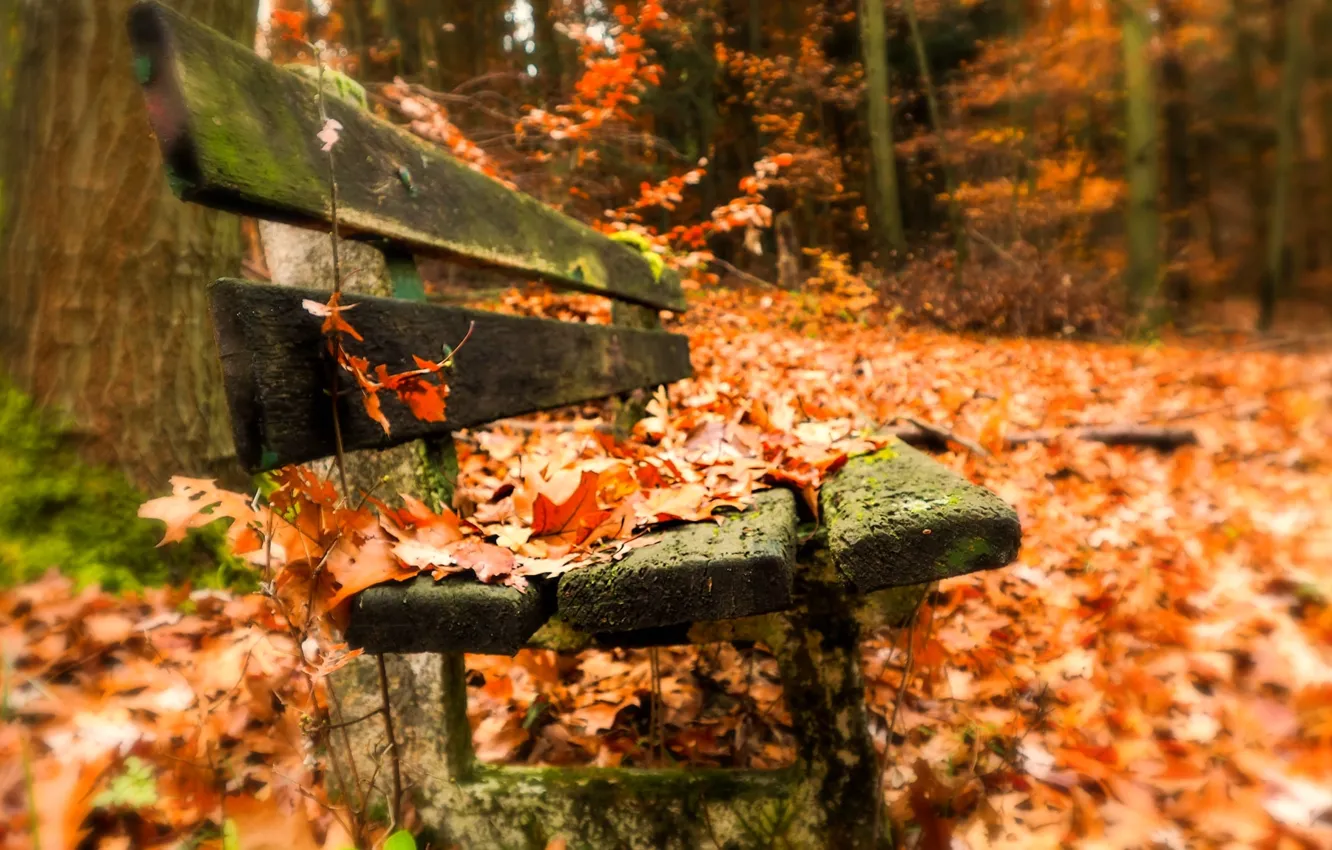 Photo wallpaper autumn, leaves, bench