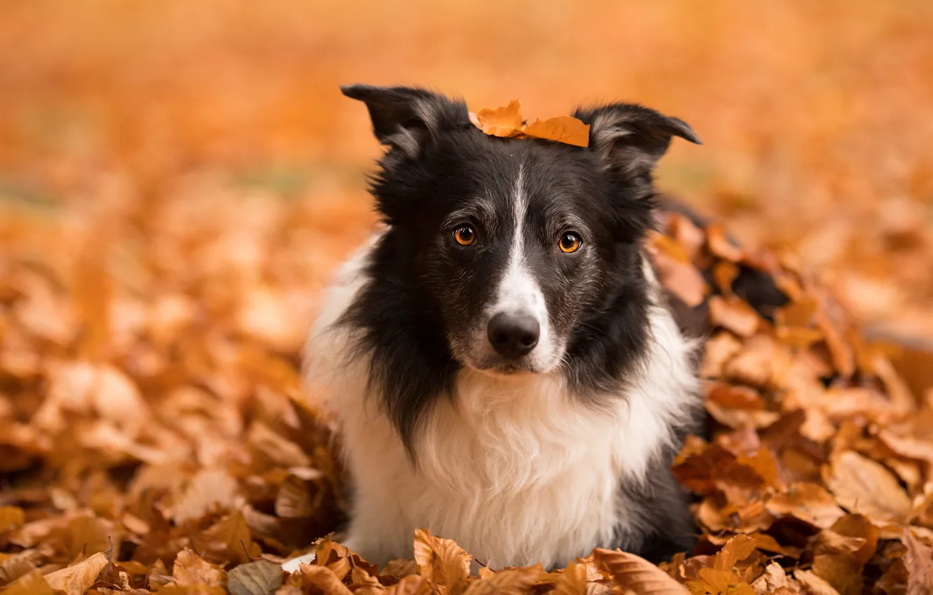 Photo wallpaper autumn, face, leaves, nature, dog, the border collie
