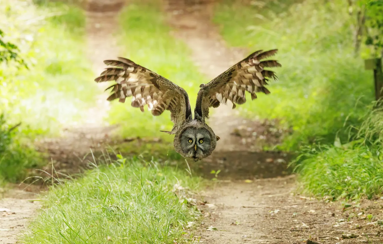 Photo wallpaper road, greens, grass, look, flight, nature, owl, bird