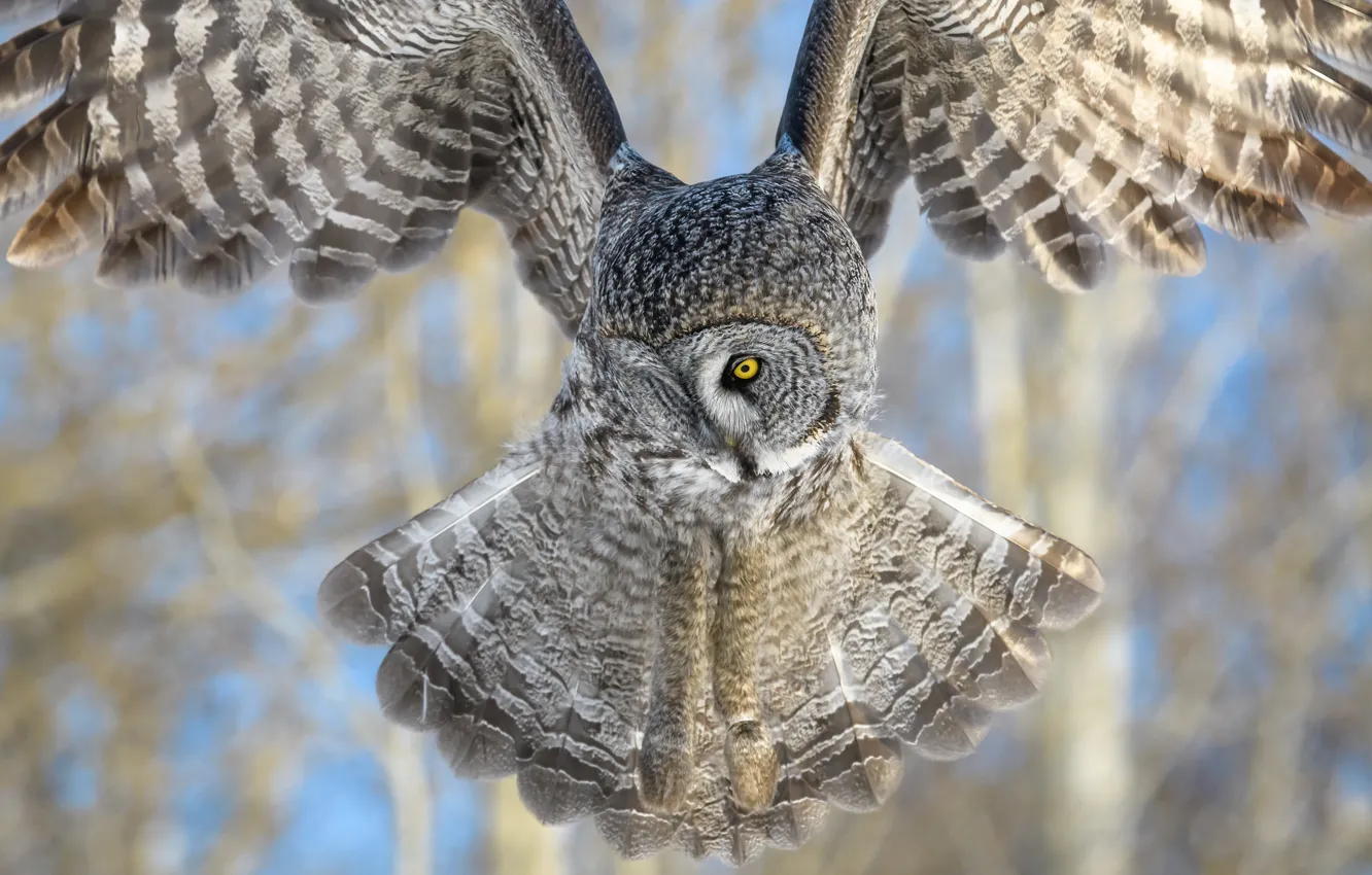 Photo wallpaper flight, owl, bird, wings
