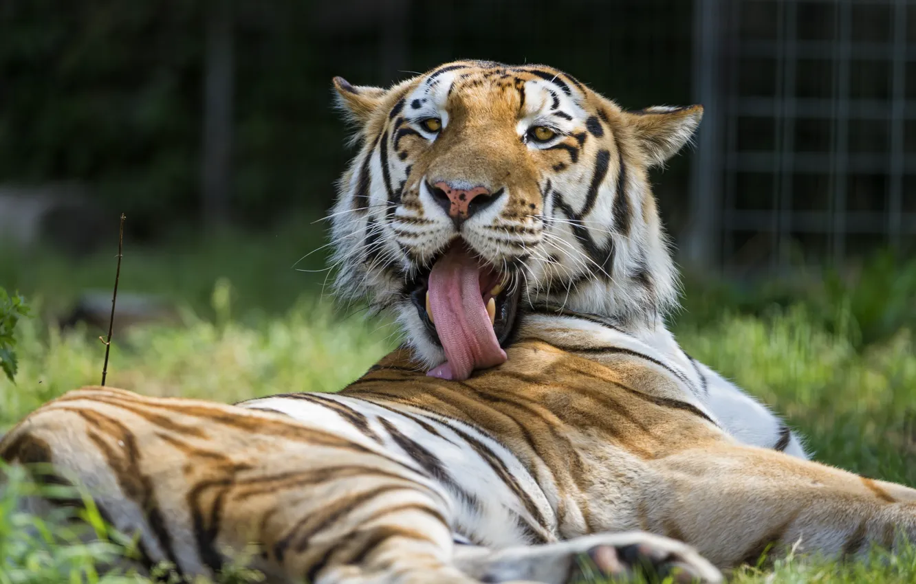Photo wallpaper language, cat, tiger, washing, ©Tambako The Jaguar