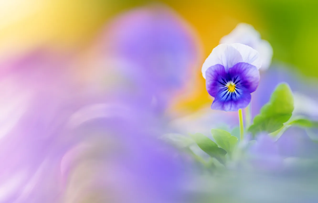 Photo wallpaper flowers, Pansy, viola