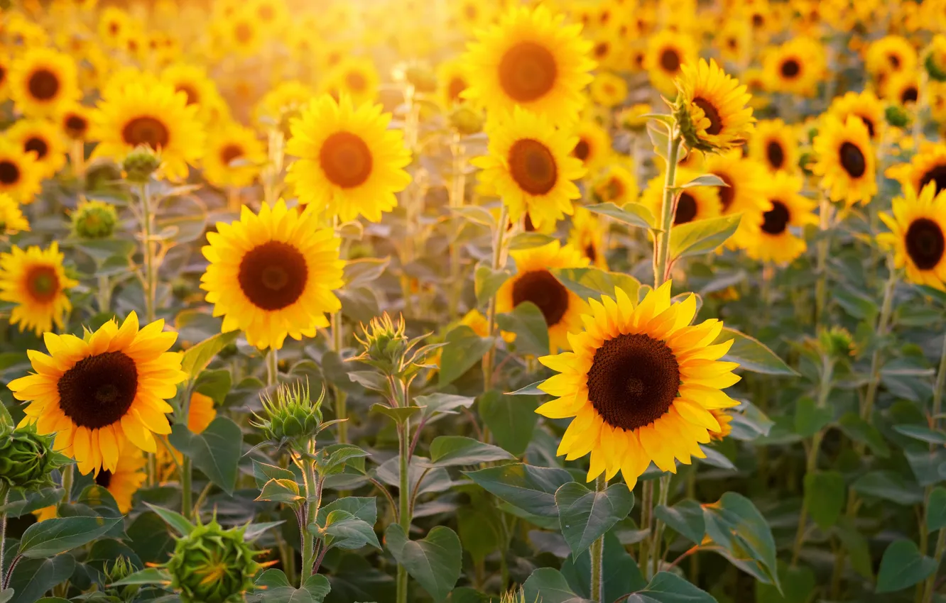 Photo wallpaper light, sunflowers, flowers, yellow, field of sunflowers