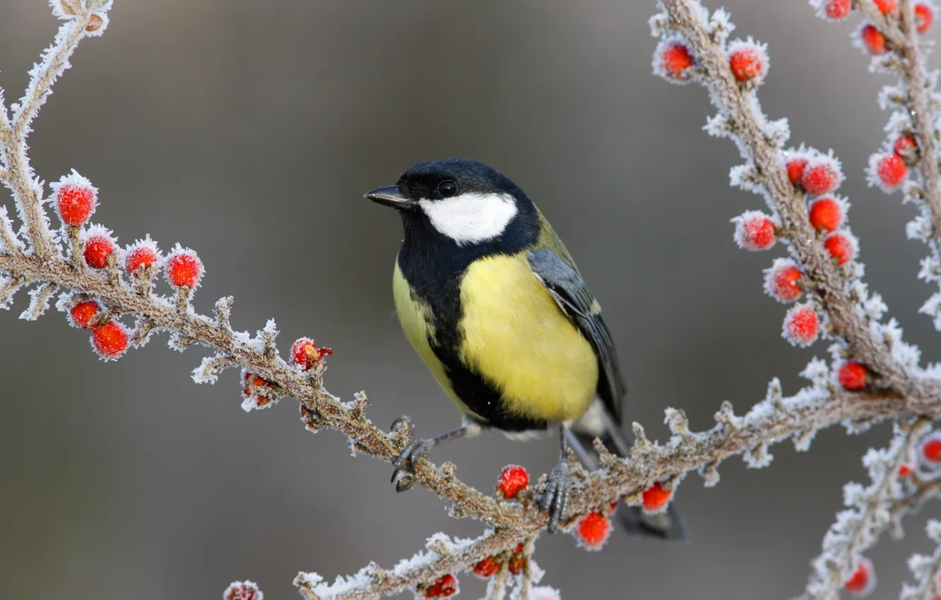 Photo wallpaper snow, branches, berries, bird