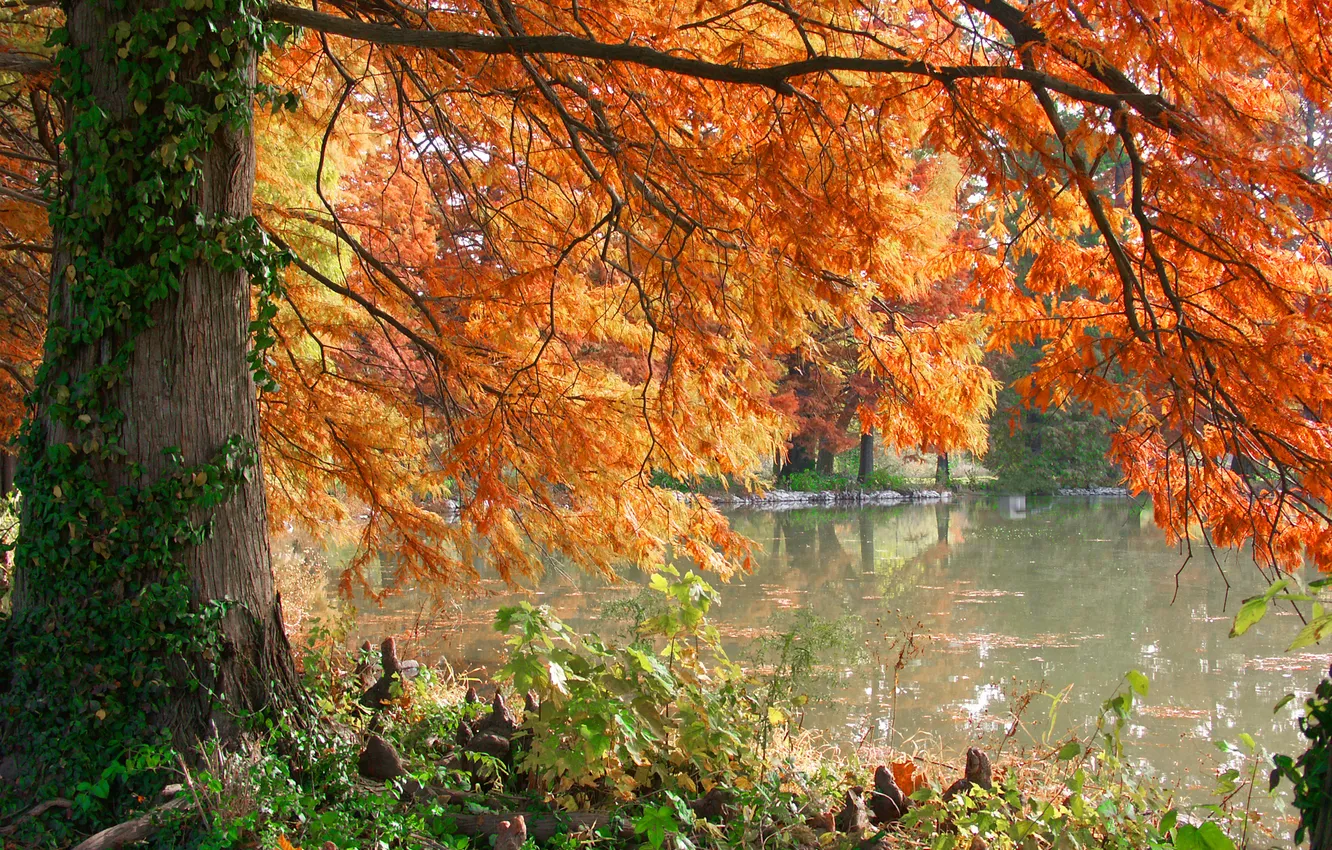 Photo wallpaper autumn, trees, lake, Burning Pond