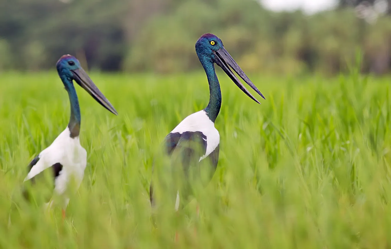 Photo wallpaper nature, bird, jabiru
