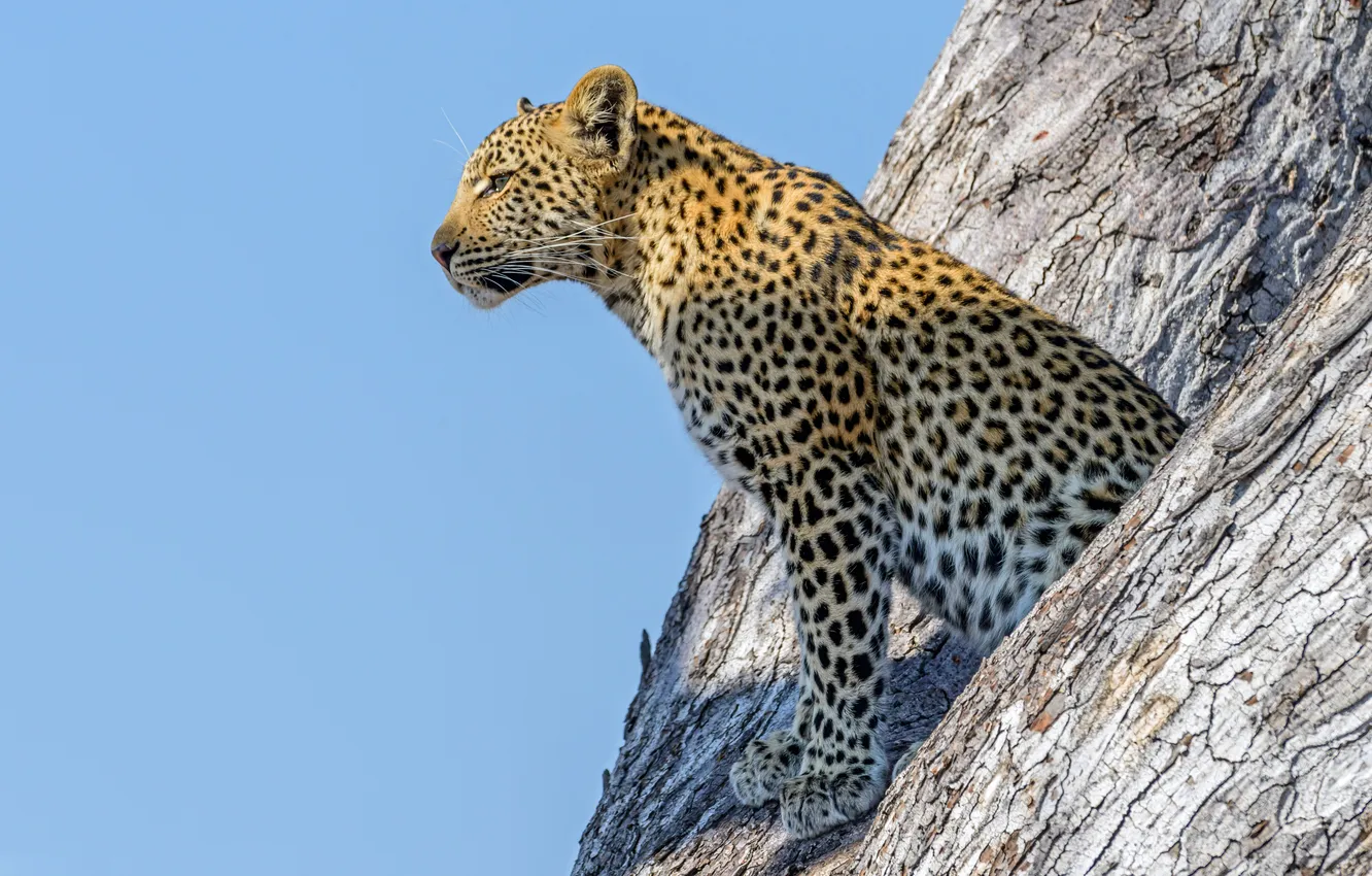 Photo wallpaper trees, leopard, wildlife