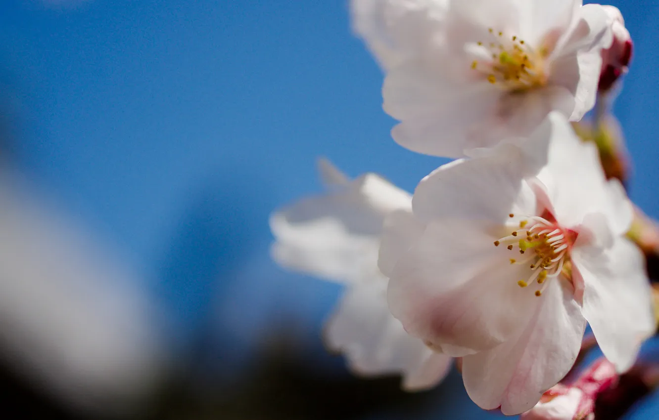 Photo wallpaper flowers, branches, nature, tenderness, plant, spring, petals, flowering