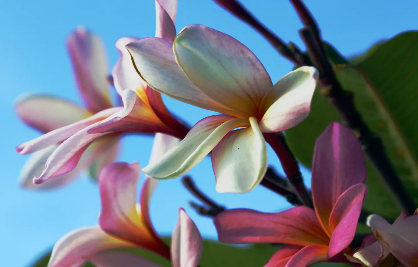 Photo wallpaper #nature, #flowers, #plant