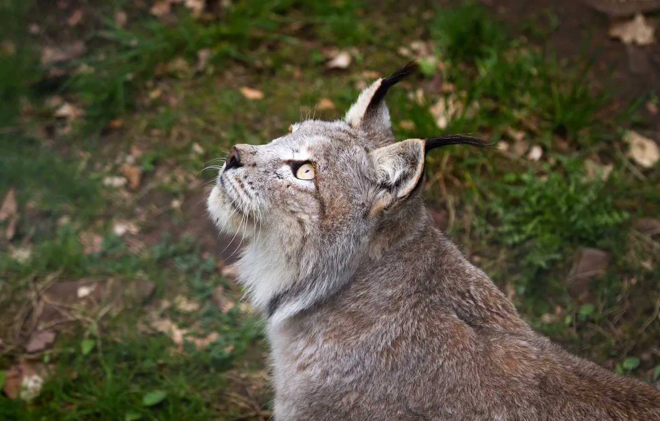 Photo wallpaper cat, look, profile, lynx