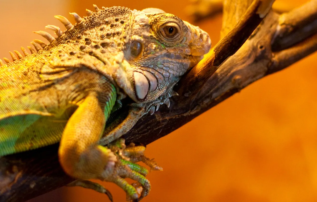 Photo wallpaper branches, lizard, reptile, reptile