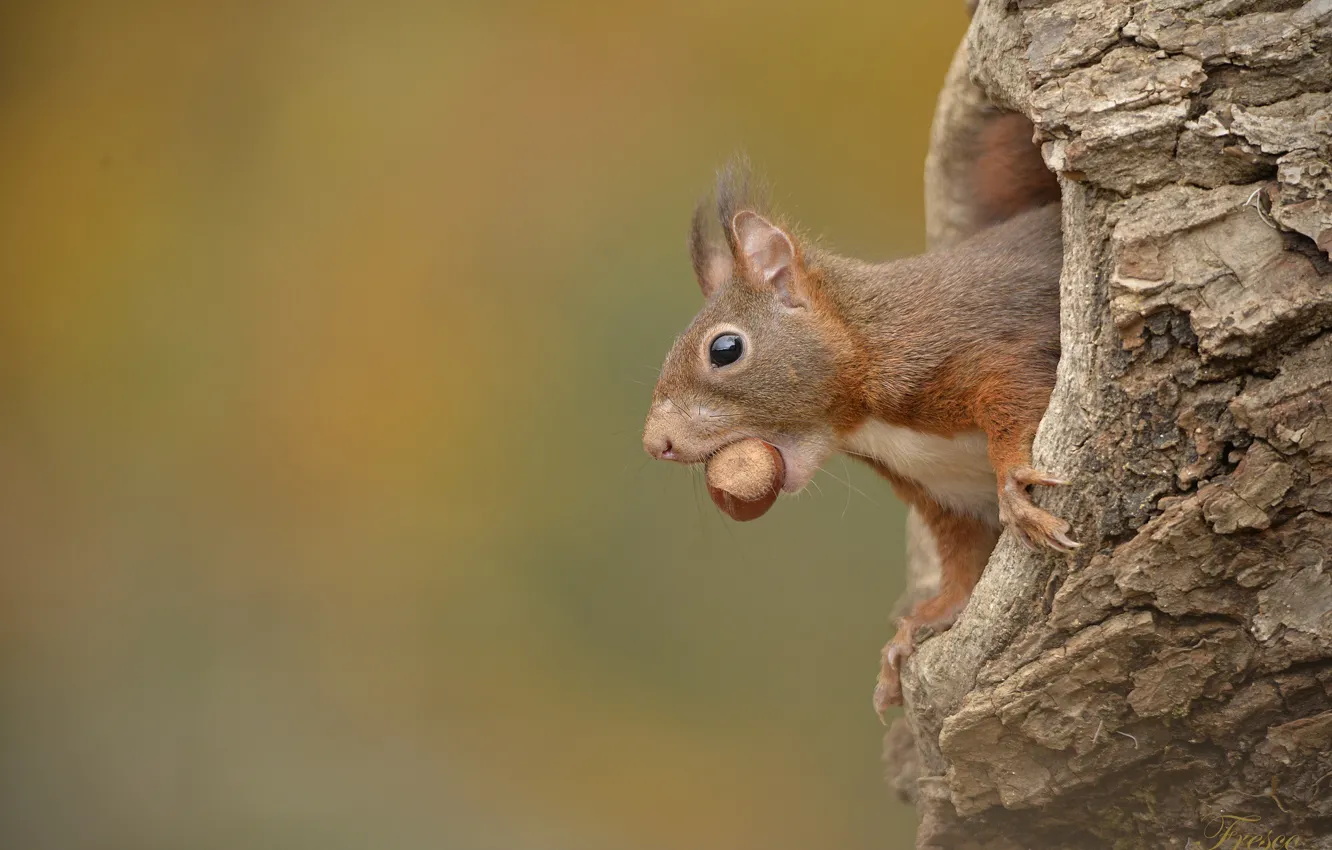 Photo wallpaper protein, nuts, the hollow