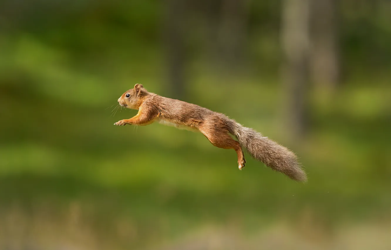 Photo wallpaper flight, background, jump, protein, red, bokeh