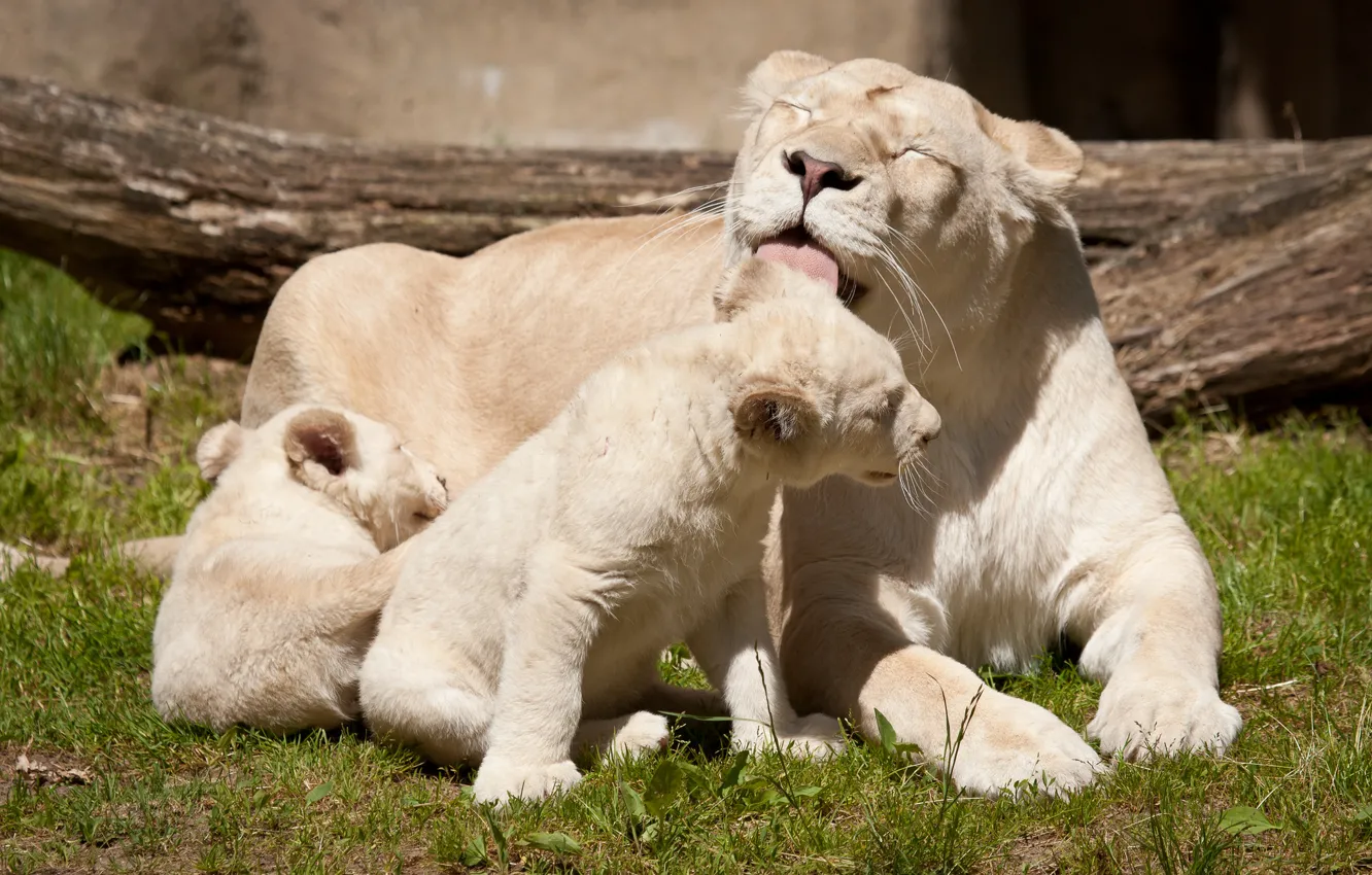 Photo wallpaper language, cats, family, the cubs, lioness, white lions, lion, washing