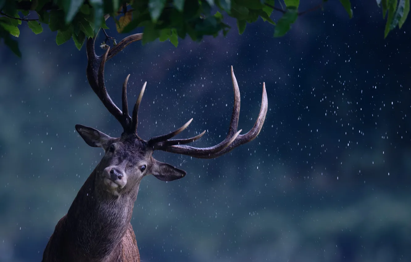 Photo wallpaper rain, deer, maker