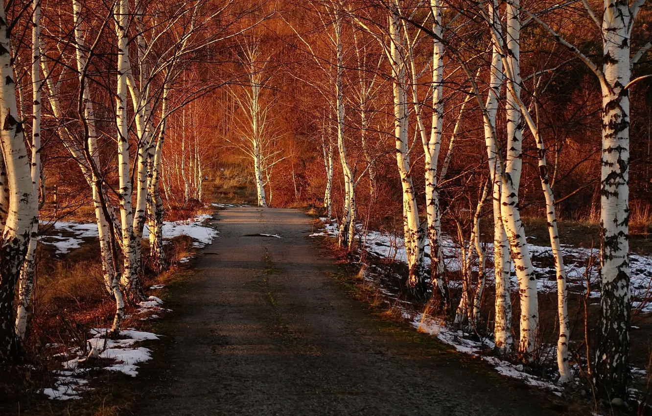 Photo wallpaper road, spring, birch