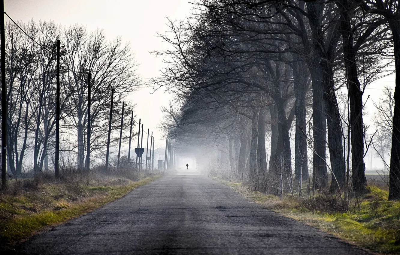 Photo wallpaper road, trees, fog, people