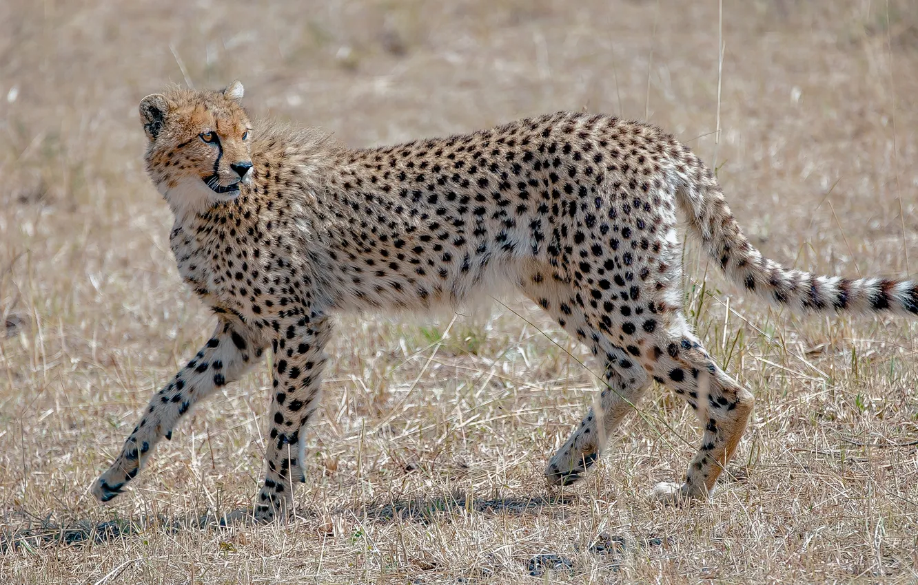 Photo wallpaper predator, Cheetah, grace, wild cat