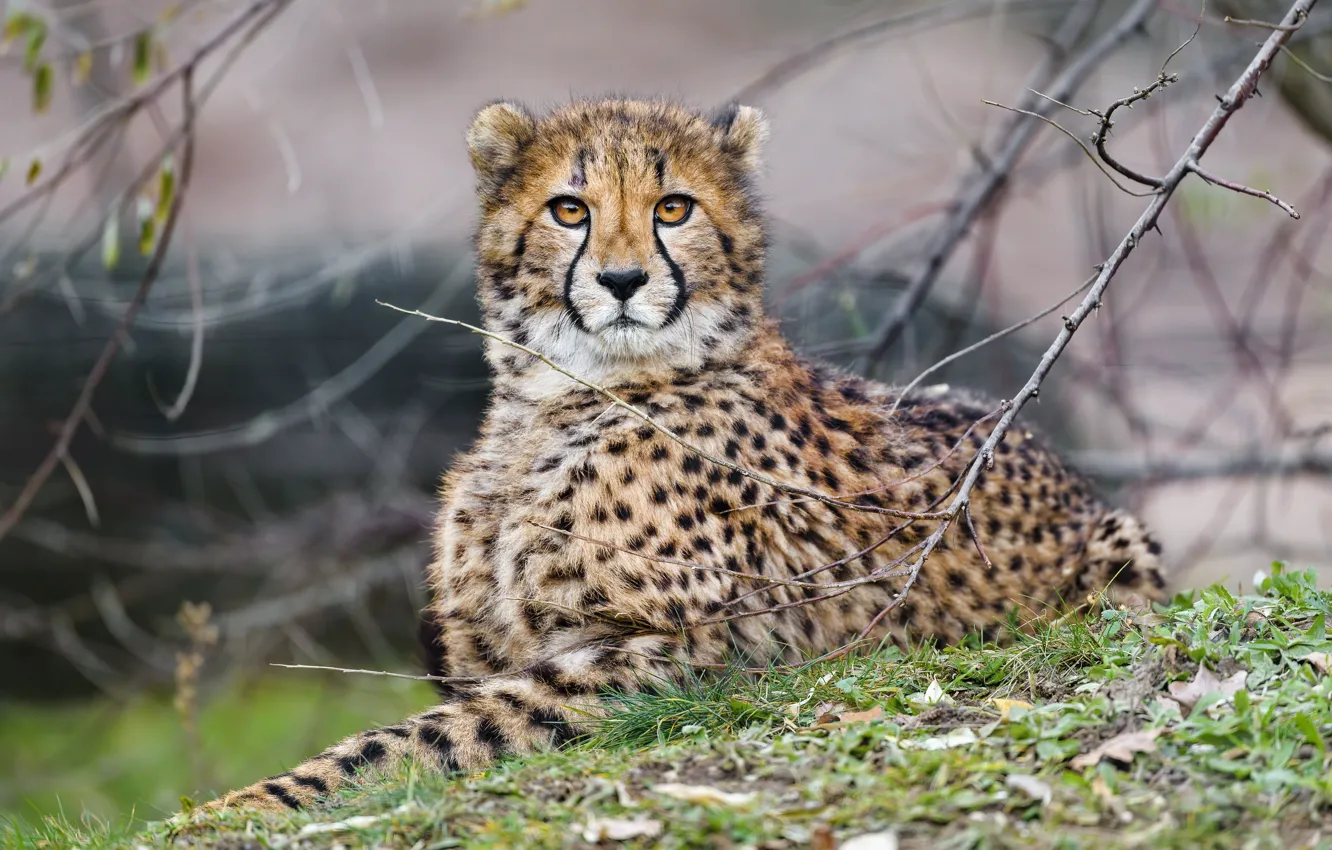 Photo wallpaper grass, look, face, branches, Cheetah, lies, cub, young