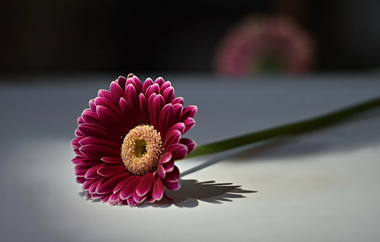 Photo wallpaper flower, background, gerbera