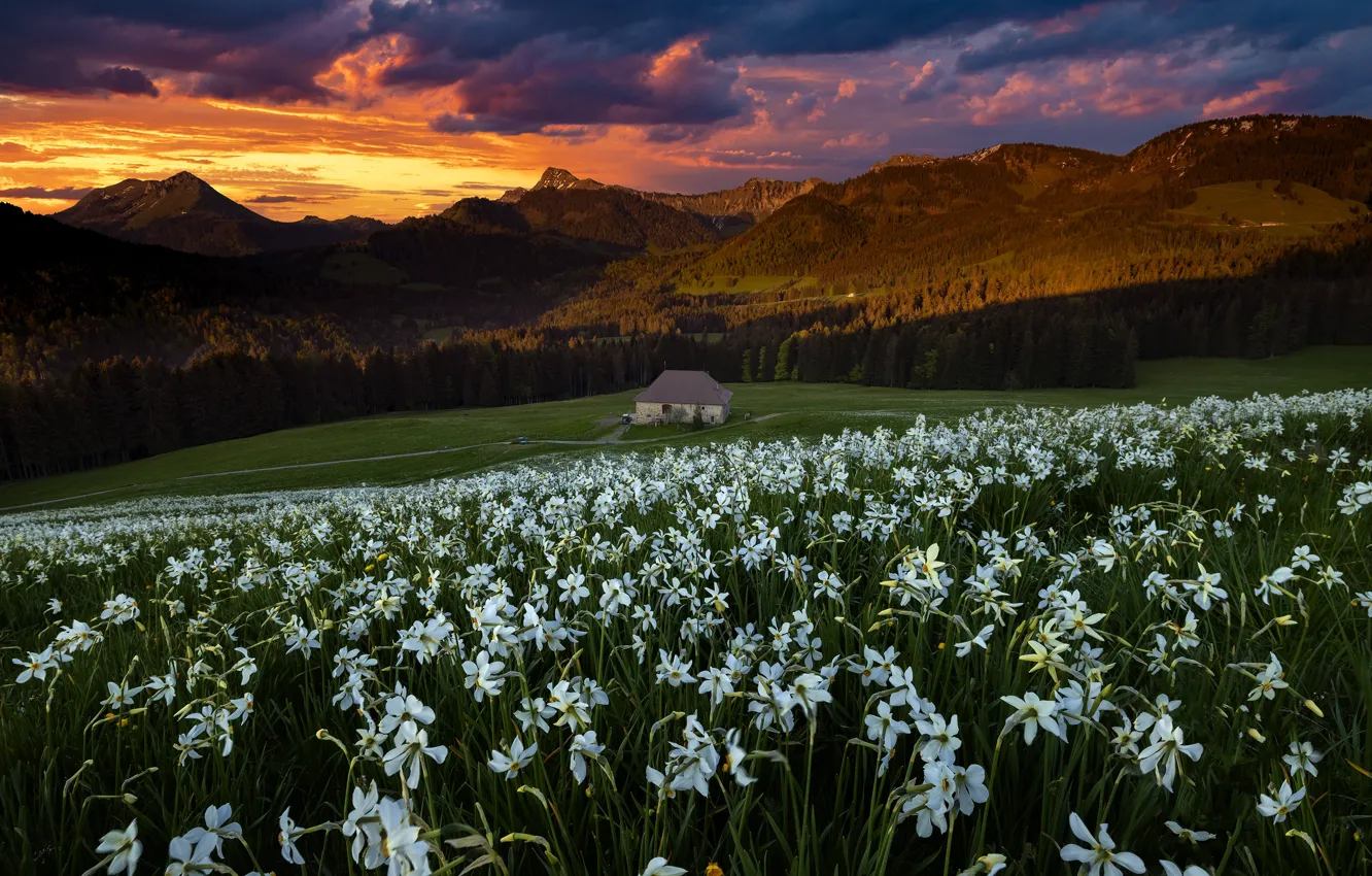 Photo wallpaper field, forest, flowers, mountains, spring, house, daffodils