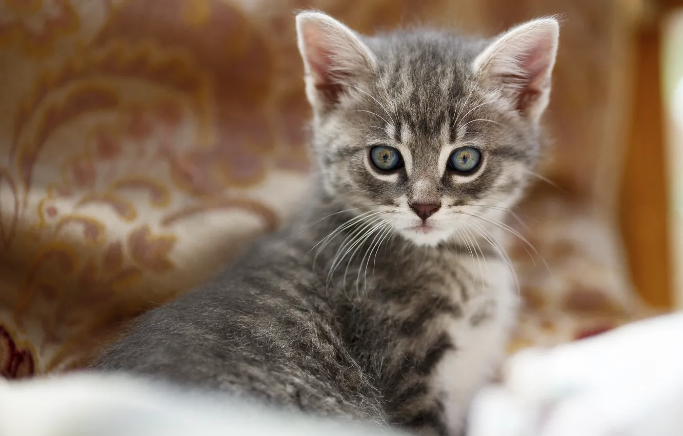 Photo wallpaper cat, look, grey, portrait, baby, muzzle, kitty, sitting