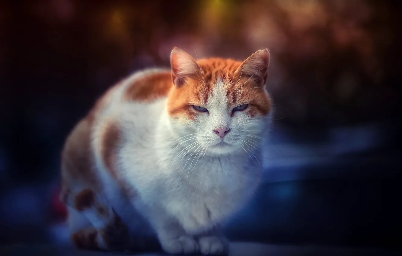 Photo wallpaper cat, look, muzzle, Kote, cat