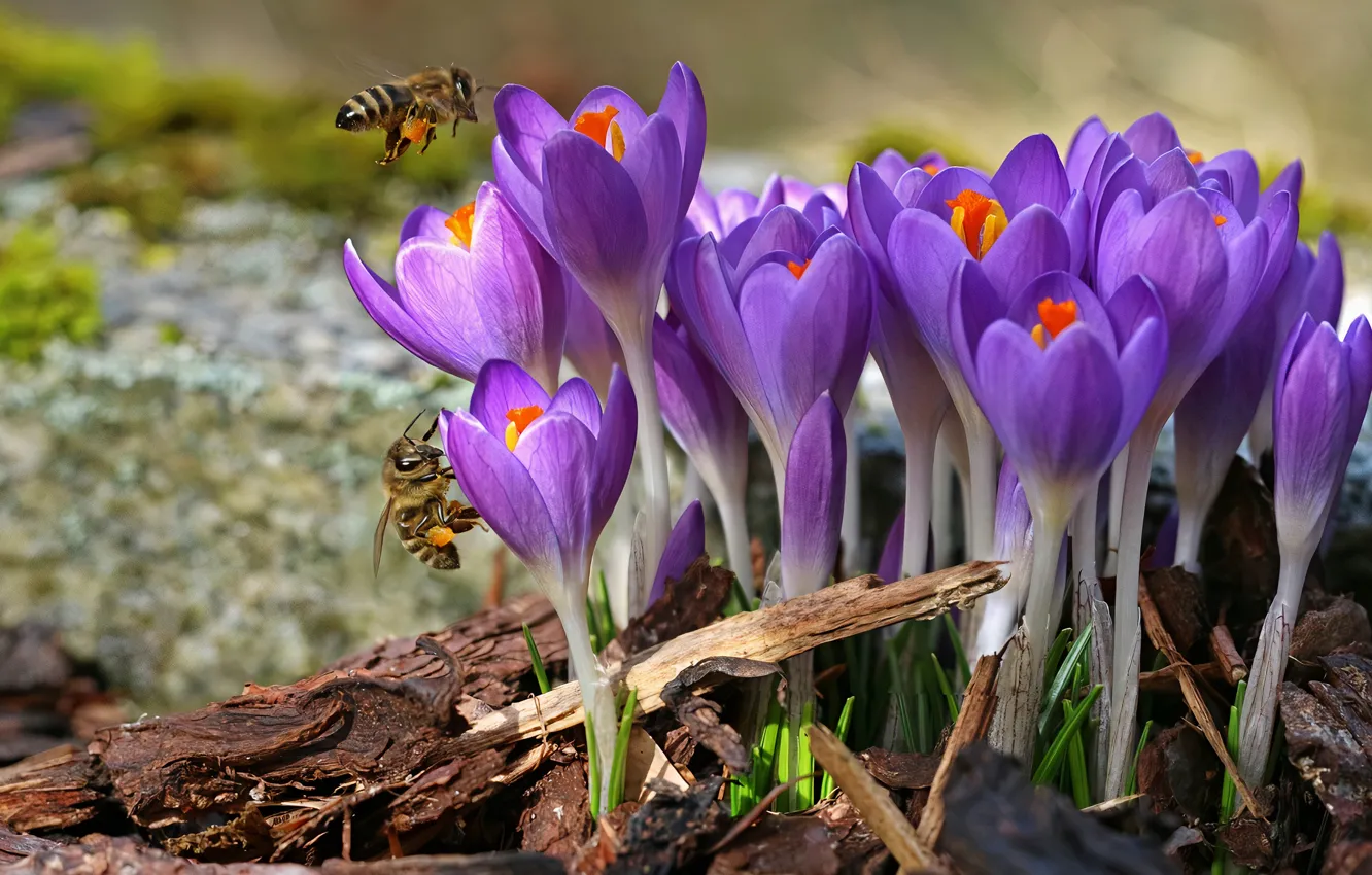 Photo wallpaper flowers, insects, spring, bees, crocuses, lilac, chips