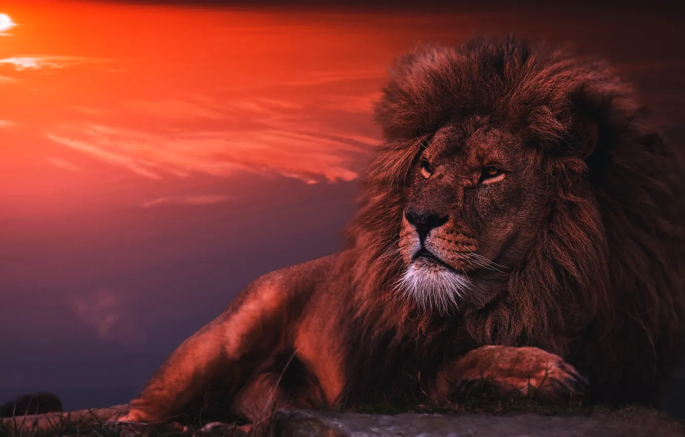 Photo wallpaper face, the dark background, Leo, lies, photoart