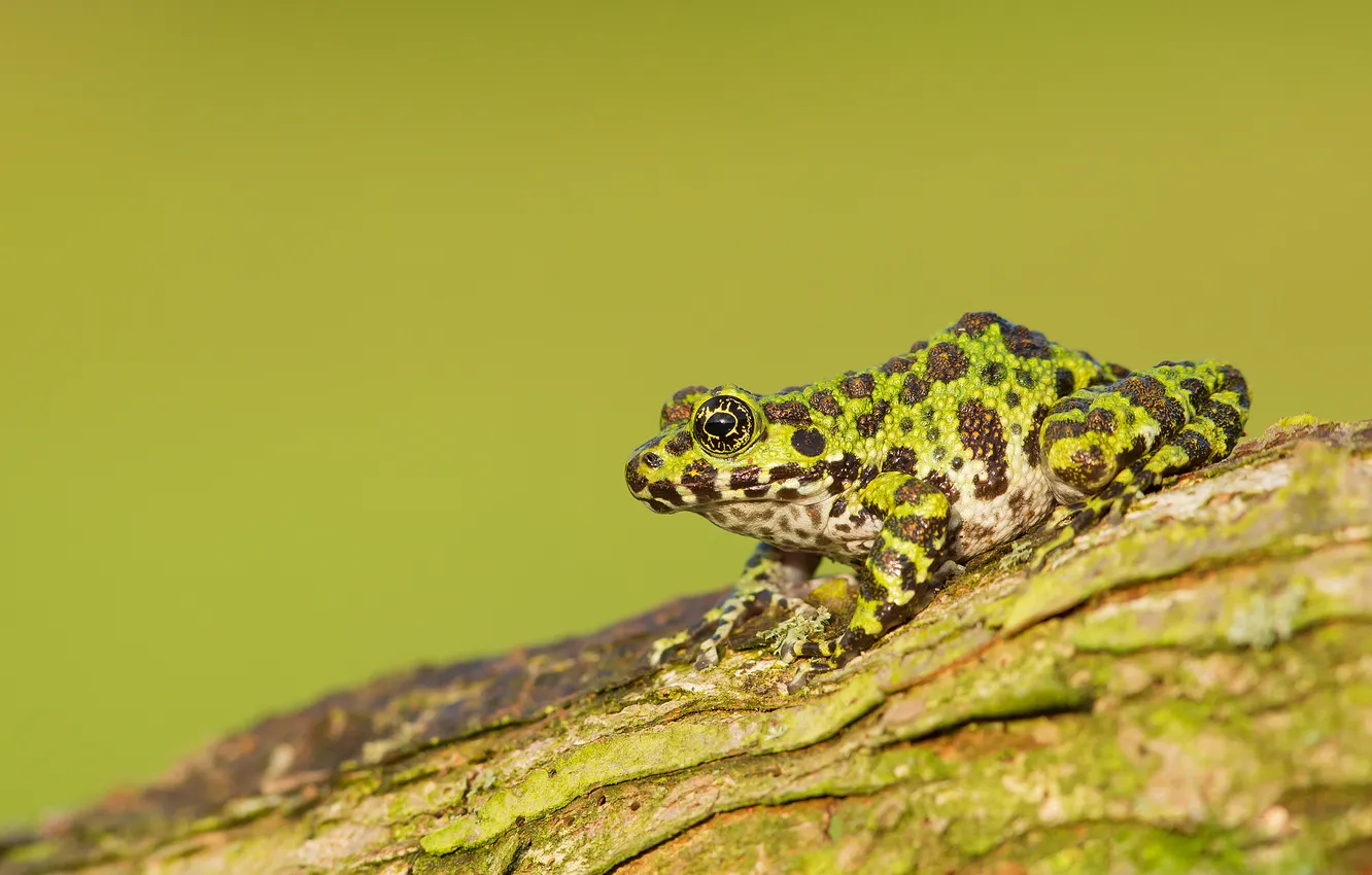 Photo wallpaper stones, frog, spotted