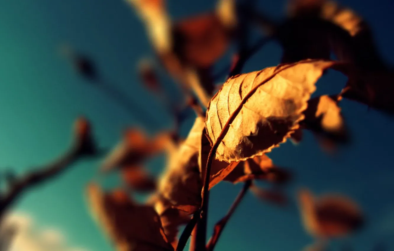 Photo wallpaper autumn, color, Leaves