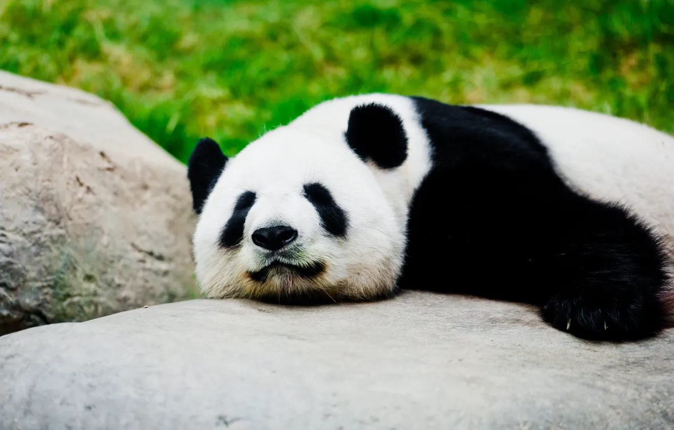 Photo wallpaper face, stones, sleep, bear, Panda, sleeping, lies