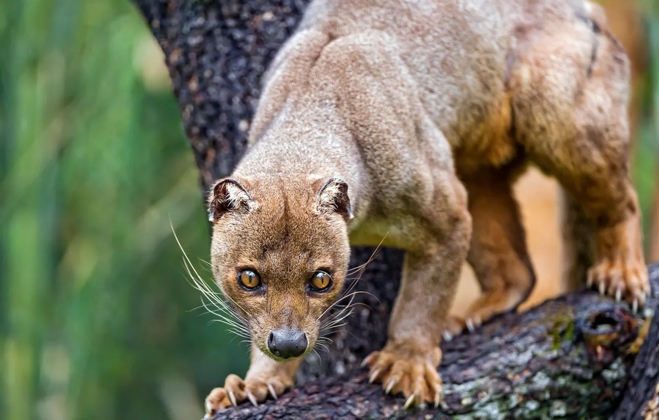 Photo wallpaper face, tree, paws, claws, zoo, fossa