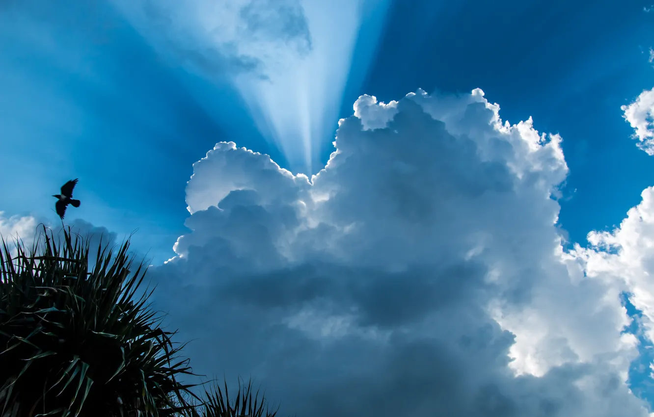 Photo wallpaper the sky, clouds, rays, palm trees, bird