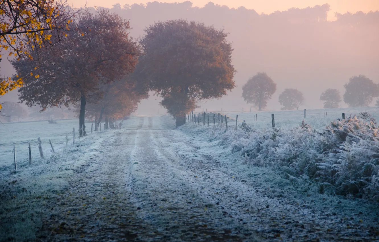 Photo wallpaper frost, road, autumn, grass, trees, fence, freezing