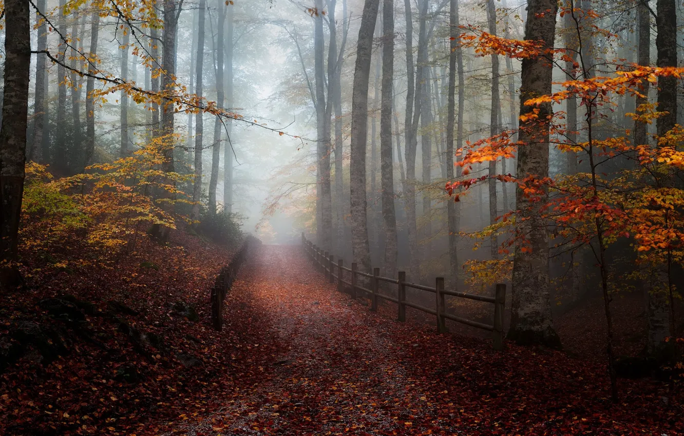 Photo wallpaper road, autumn, forest, fog, foliage, the fence, alley, falling leaves