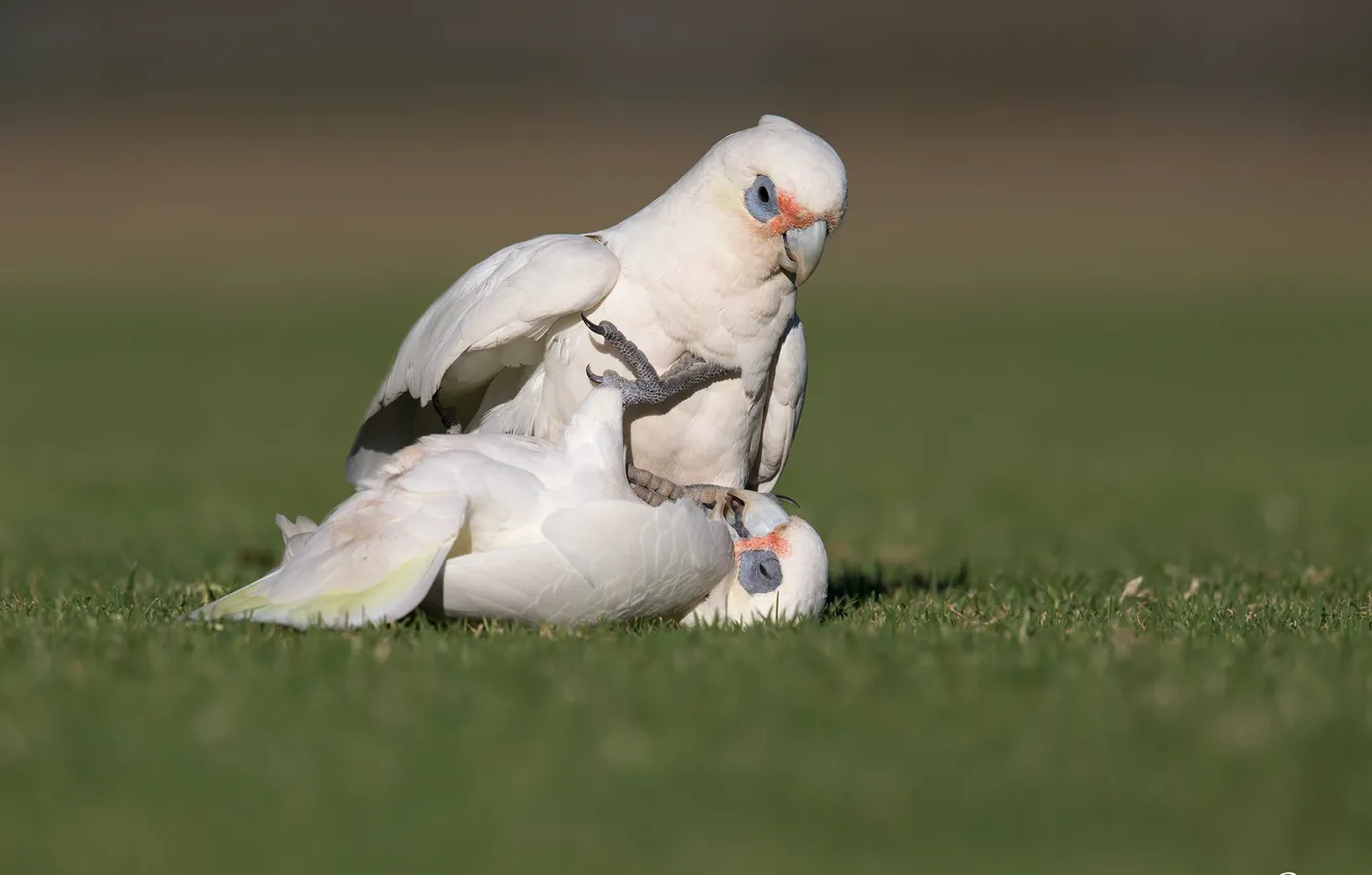 Photo wallpaper nature, bird, fight, parrot