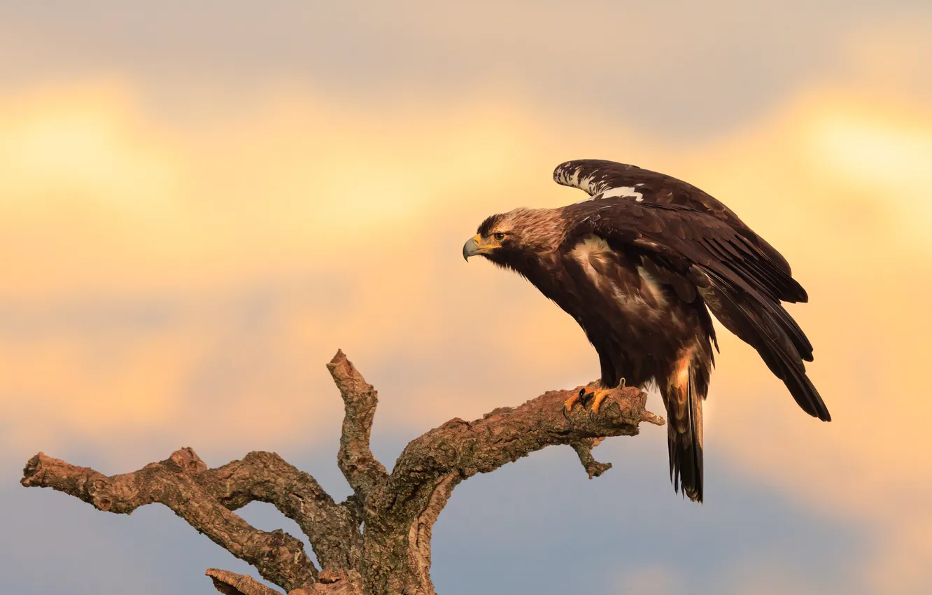 Photo wallpaper the sky, light, trees, sunset, branches, pose, bird, eagle