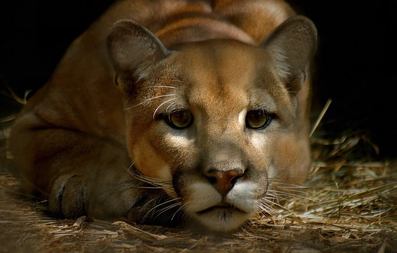 Photo wallpaper eyes, mustache, look, face, Puma, sad, mountain lion, Cougar