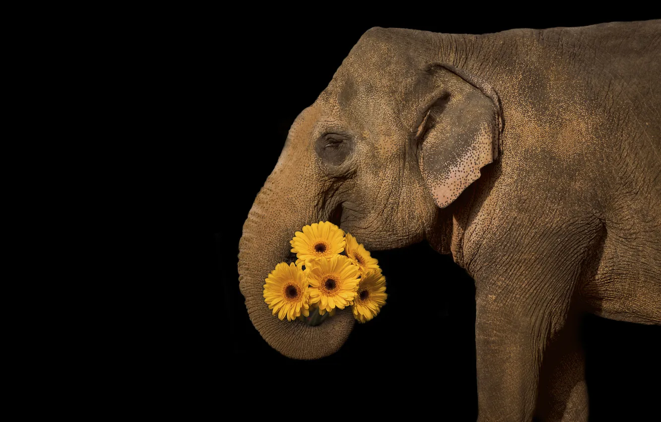 Photo wallpaper face, flowers, yellow, elephant, profile, black background, gerbera, trunk