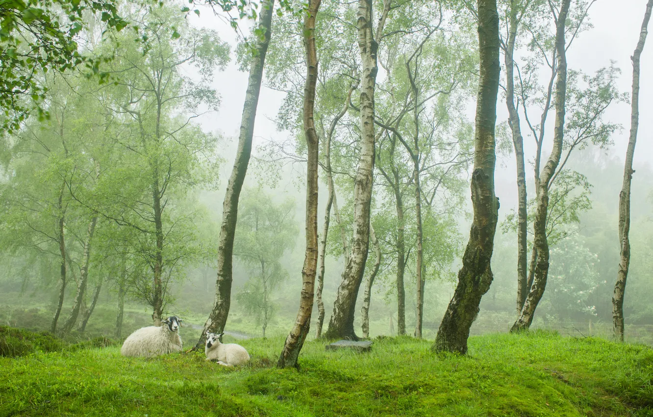 Photo wallpaper greens, trees, fog, sheep, England, spring, village, sheep