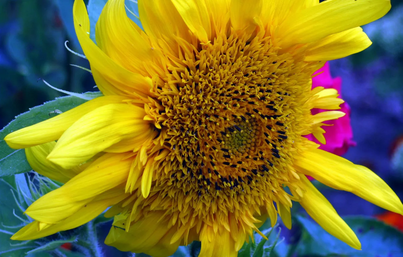 Photo wallpaper sunflowers, flowers, petals