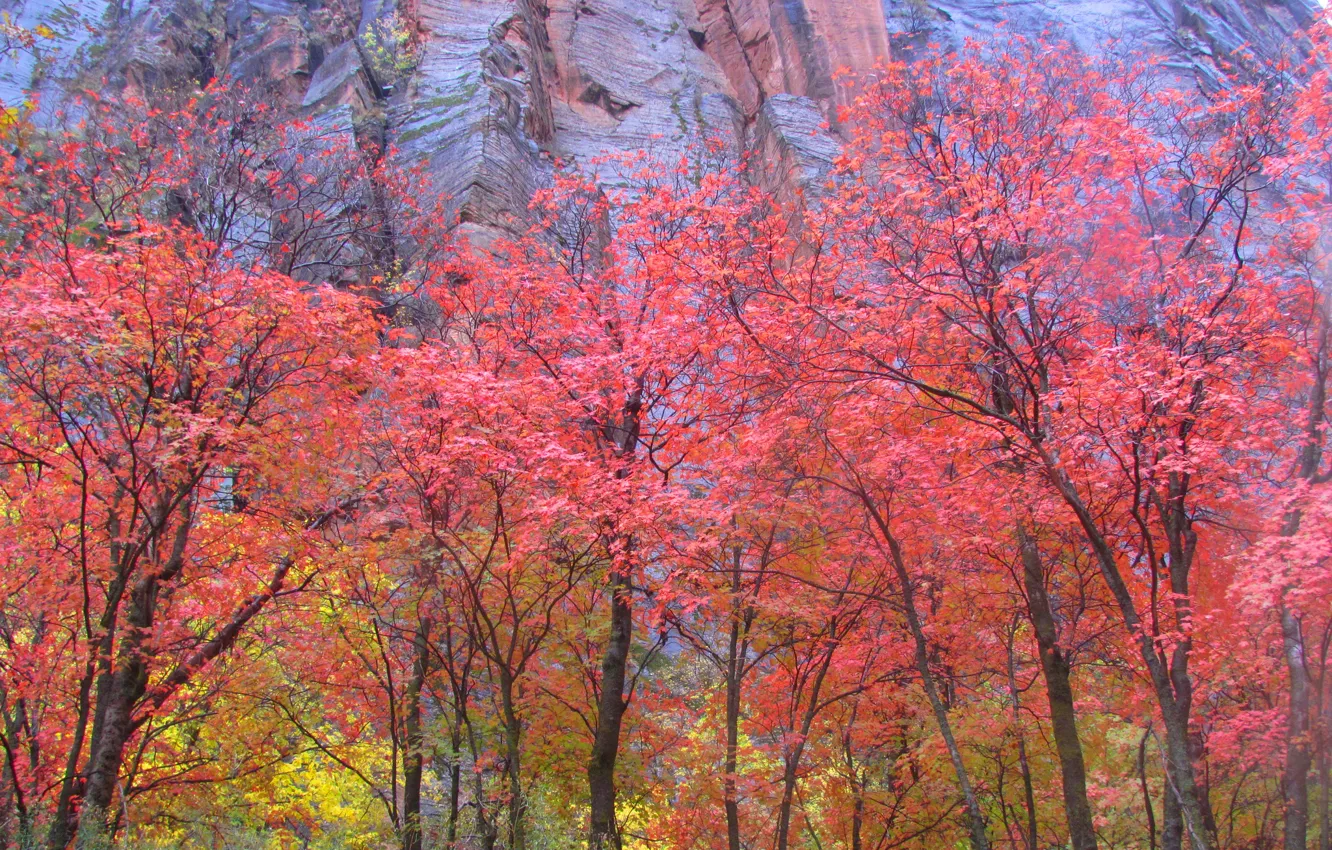 Photo wallpaper autumn, leaves, trees, rock, mountain, Utah, USA, Zion National Park