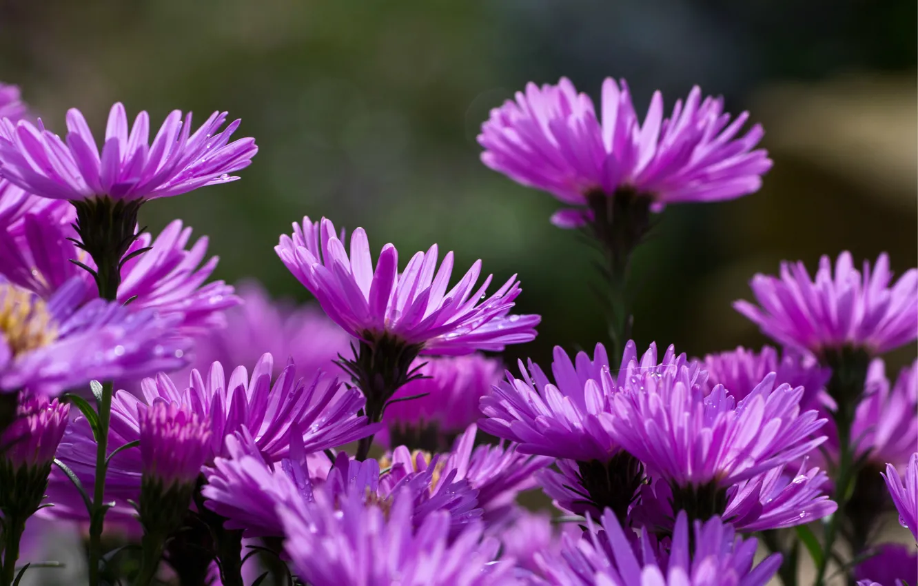 Photo wallpaper autumn, drops, flowers, nature, Rosa, beauty, garden, asters