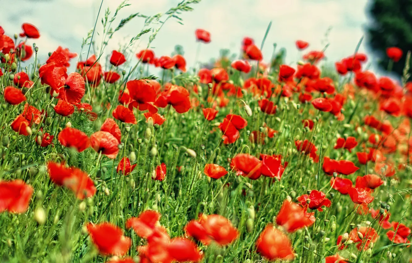 Photo wallpaper field, flowers, Maki, the area, bokeh