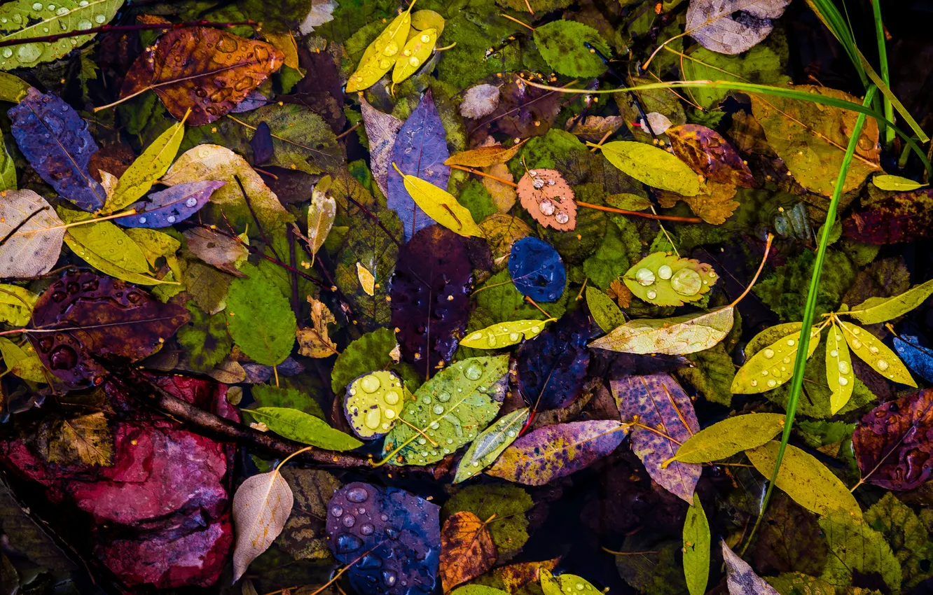 Photo wallpaper autumn, leaves, water, drops, Rosa