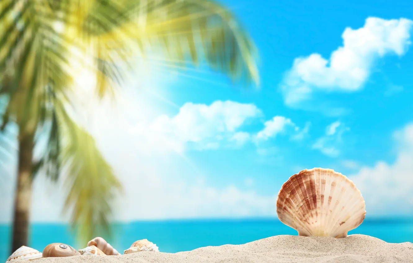 Photo wallpaper sand, palm trees, shell