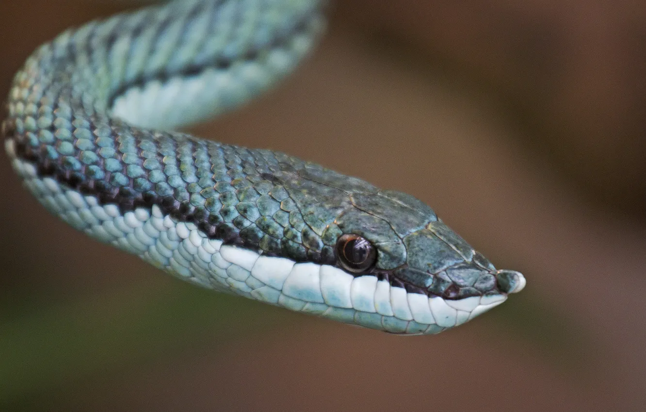 Photo wallpaper eyes, snake, snake, eye, blue scales, blue Libra