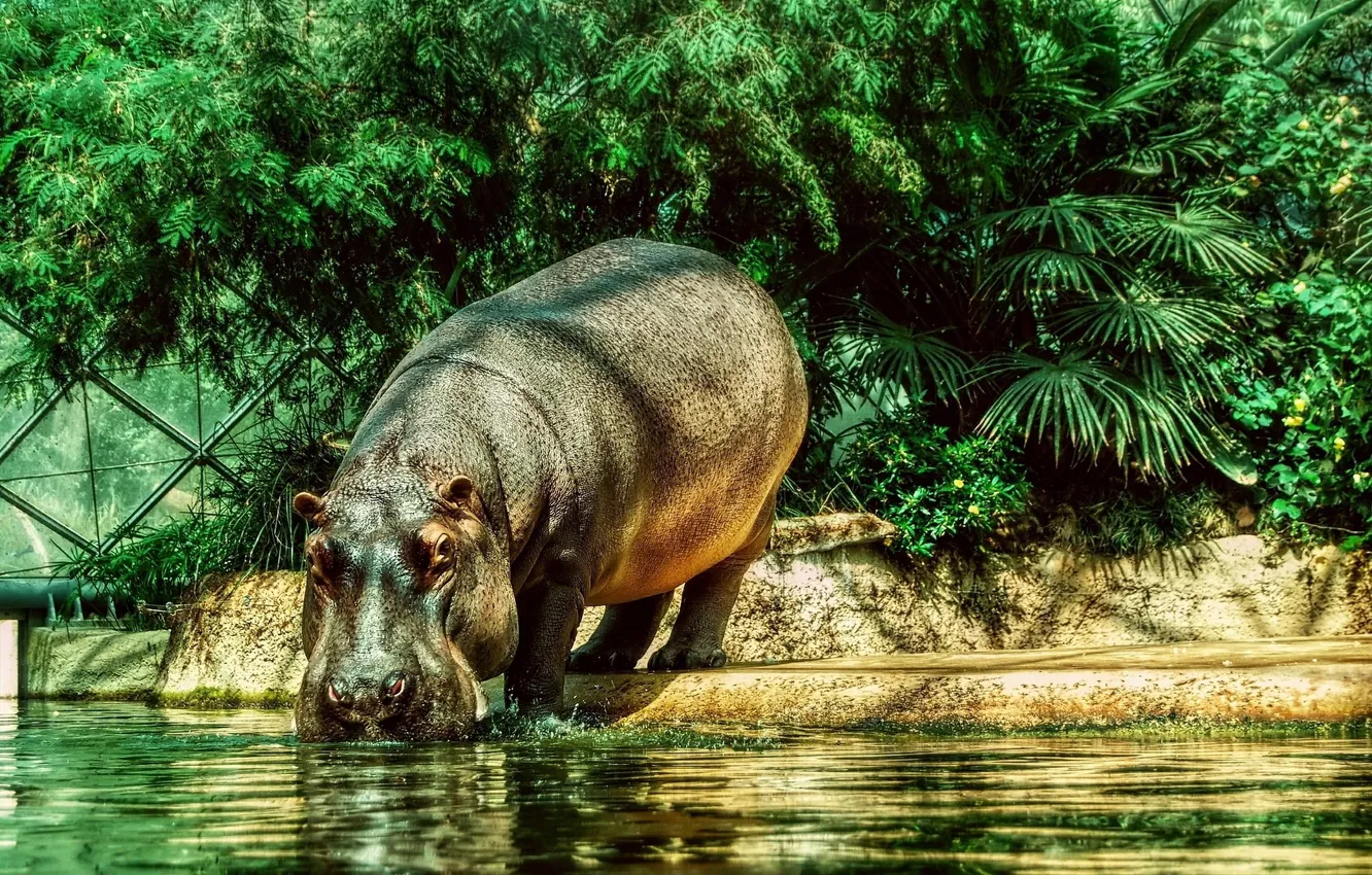 Photo wallpaper animals, Hippo, a Hippo in the Berlin zoo